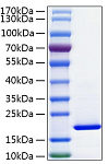 Recombinant Human FABP2/I-FABP Protein (RP02173)