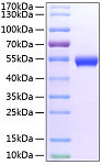 Recombinant Mouse TNFRSF18/CD357 Protein (RP02184)