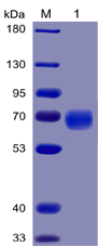 Recombinant Human PD-1/PDCD1/CD279 Protein