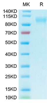 Biotinylated Recombinant Human ACE-2 Protein