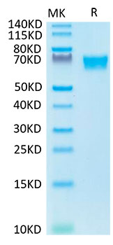 Biotinylated Recombinant Human Tyrosine-protein kinase receptor UFO/Axl Protein