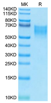 Biotinylated Recombinant Human B7-2/CD86 Protein