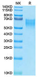 Biotinylated Recombinant Human B7-2/CD86 Protein (RP02279)