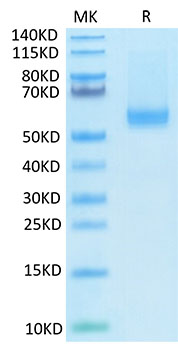 Biotinylated Recombinant Human TNFSF13B/BAFF/CD257 Trimer Protein