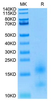 Biotinyalted Recombinant Human TNFRSF17/BCMA/CD269 Protein