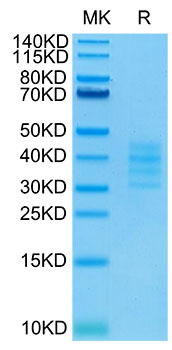 Biotinylated Recombinant Human TNFRSF17/BCMA/CD269 Trimer Protein
