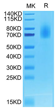 Biotinylated Recombinant Human TNFRSF8/CD30 Protein