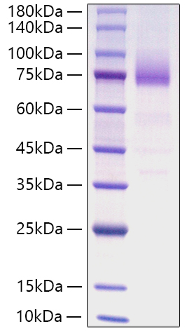 Recombinant Human SR-B3/CD36 Protein