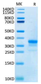 Recombinant Cynomolgus TNFRSF5/CD40 Protein
