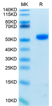 Biotinylated Recombinant Human CD4 Protein