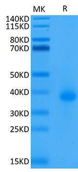 Biotinylated Recombinant Human TNFRSF5/CD40 Protein