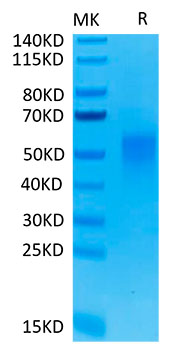 Biotinylated Recombinant Human CD28 Protein