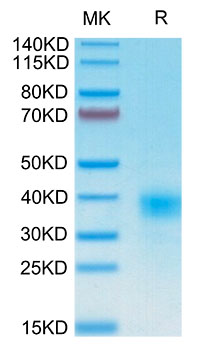Recombinant Human KP43/CD94 Protein