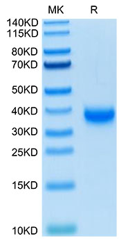 Biotinylated Recombinant SARS-COV-2 Spike RBD Protein