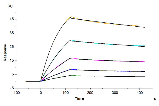 Recombinant SARS-COV-2 Spike S1 Protein