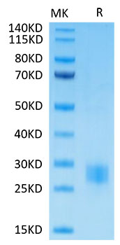Biotinylated Recombinant Human CTLA-4/CD152 Protein
