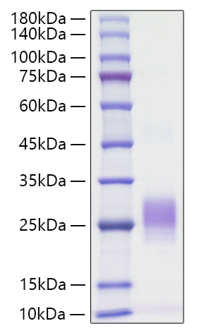 Recombinant Human Fas ligand/APTL/CD95 ligand/CD178 Protein