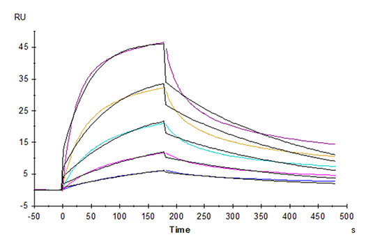 Recombinant Human TNFSF6/FAS ligand/CD178 Protein