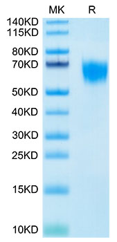 Biotinylated Recombinant Human FGFR-4/CD334 Protein