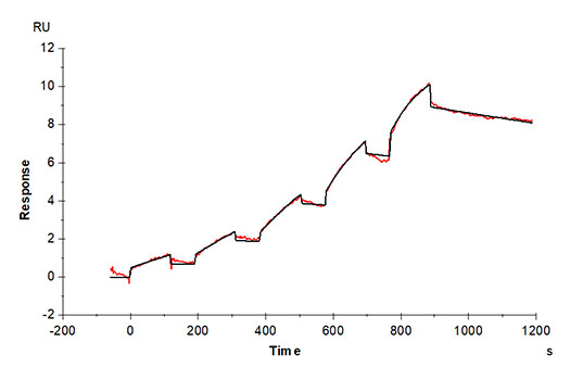 Recombinant Human Flt3 ligand/Flt3L Protein