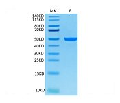 Recombinant Cynomolgus FcRn Protein (RP02363)