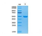 Biotinylated Recombinant Cynomolgus FcRn Protein (RP02364)