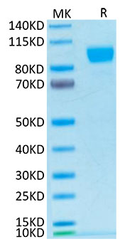 Biotinylated Recombinant Human ErbB-2/HER2/CD340 Protein