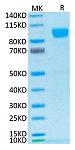 Biotinylated Recombinant Human ErbB-2/HER2/CD340 Protein (RP02374)