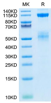 Biotinylated Recombinant Human IGF1R/CD221 Protein