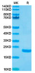 Biotinylated Recombinant Human IL-10 Protein (RP02391)