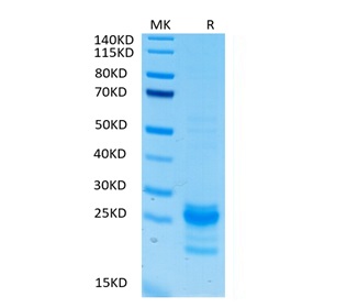 Biotinylated Recombinant Human IL-17A/CTLA-8 Protein