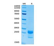 Biotinylated Recombinant Human IL-17A/CTLA-8 Protein (RP02410)