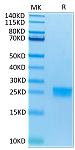 Recombinant Human IL-17F Protein (RP02416)