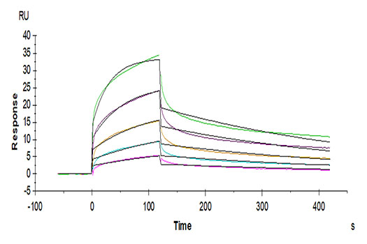 Recombinant Human NKG2A&KLRD1/CD159a&CD94 Protein