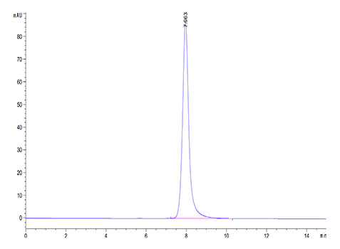 Recombinant Human NKG2A&KLRD1/CD159a&CD94 Protein