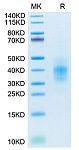Recombinant Human NKG2-2A/CD159a&CD94 Protein (RP02453)