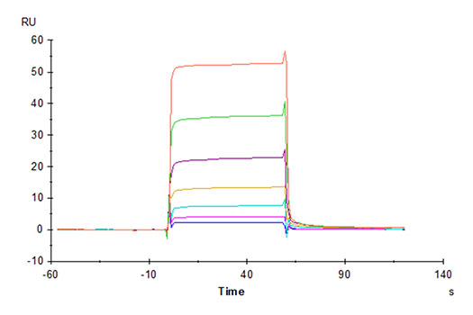 Recombinant Human NKG2A&KLRD1/CD159a&CD94 Protein