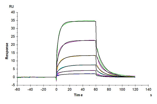 Recombinant Human Notch 1 Protein