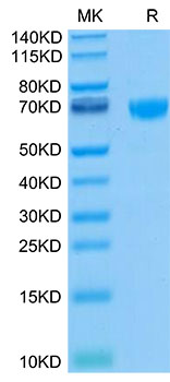 Biotinylated Recombinant Human PD-1/PDCD1/CD279 Protein