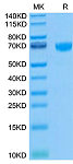Biotinylated Recombinant Human PD-1/PDCD1/CD279 Protein (RP02469)