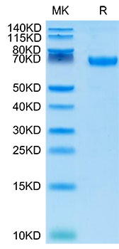 Recombinant Cynomolgus B7-H1/PD-L1/CD274 Protein
