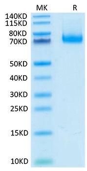 Recombinant Mouse B7-H1/PD-L1/CD274 Protein