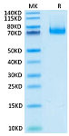 Recombinant Mouse B7-H1/PD-L1/CD274 Protein (RP02474)