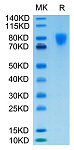 Biotinylated Recombinant Human PDGFR-alpha/CD140a Protein (RP02476)