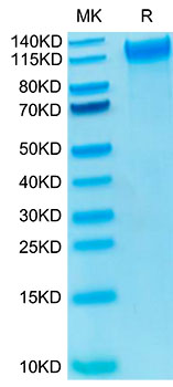 Biotinylated Recombinant Human SELP/P-Selectin/CD62P Protein