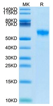 Biotinylated Recombinant Human Siglec-8/SAF-2 Protein