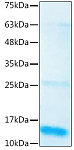 Recombinant Human BMP-3 Protein (RP02511)