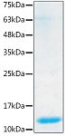 Recombinant Human BMP-7 Protein (RP02513)