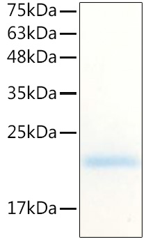 Recombinant Human CSF-3/G-CSF/Pluripoietin Protein