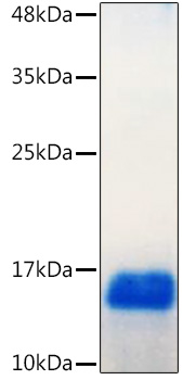 Recombinant Human GDNF  Protein